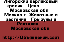 Ангорский карликовый кролик › Цена ­ 1 000 - Московская обл., Москва г. Животные и растения » Грызуны и Рептилии   . Московская обл.